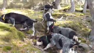 Vidéo n°79 des Grands Bassets Bleus du Pont des Granges  Le 16 novembre 2017 [upl. by Gerge]