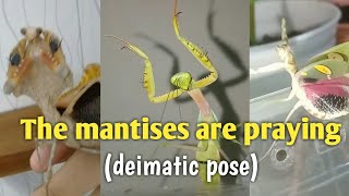 Grumpy Mantis deimatic pose [upl. by Sibell1]