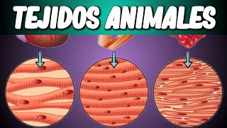 TEJIDOS ANIMALES Biología desde Cero [upl. by Theran]