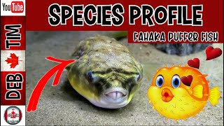 FAHAKA PUFFER FISH PROFILE AND CARE GUIDE [upl. by Itaws291]