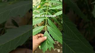 Ailanthus excelsaAralu tree ayurveda viralvideo [upl. by Ydualc]