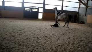 Jazda bez strzemion  Gleba Riding without stirrups  Fall of horse [upl. by Cirad]