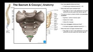 Anatomy of the Sacrum amp Coccyx  other relevant structures [upl. by Catherina]