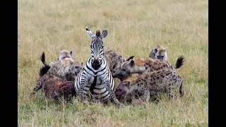 OVER 6 MILLION VIEWS Pregnant zebra mares battles hyena clangraphic content [upl. by Atikam]