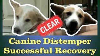 Surviving Distemper  A Success Story [upl. by Mignon]