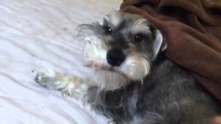 Mini Schnauzer  Wake up Bentley [upl. by Jueta]