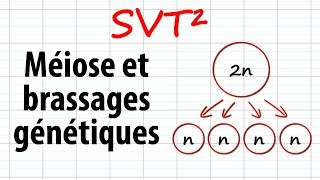 Méiose et brassages génétiques SVT²révisions BAC [upl. by Ilaire595]