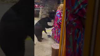 Scary exchange with a black bear at Bearskin Lodge in Gatlinburg TN blackbears gatlinburg [upl. by Elokkin]