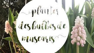 Comment planter des bulbes de muscaris en pot [upl. by Enahpad]