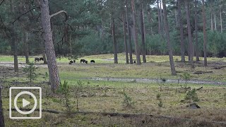 LIVESTREAM  Het Nationale Park De Hoge Veluwe [upl. by Nobell50]