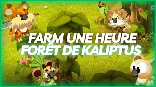 DOFUS Farm UNE HEURE la Fôret de Kaliptus 5  Montagne des Koalaks [upl. by Elo]