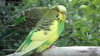 Parkieten geluiden – Parakeet sounds – Lovebird sounds – Budgie sounds –Budgerigar sounds [upl. by Iram436]