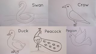 how to draw different types of birds drawing easy step by stepDrawingTalent [upl. by Alekal]