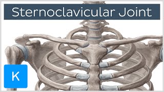 Sternoclavicular Joint  Location amp Movements  Human Anatomy  Kenhub [upl. by Gracie446]