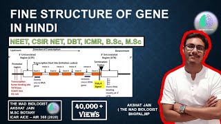 Fine Structure Of Gene In Hindi CSIRNET Fine Structure Of Gene In Hindi CSIRNET LifeScience [upl. by Anayik]