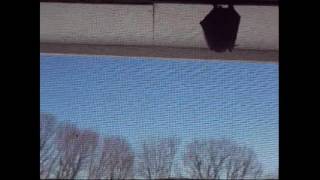 ā¹ A BAT IN THE WINDOW  Chiroptera [upl. by Chanda771]