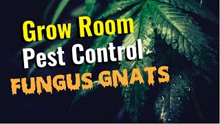 Get Rid Of FUNGUS GNATS Now A deep dive into controlling this flying garden pest [upl. by Ttocs]