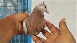 Champion Bloodline 4 Baby Pigeon  Delhi ll 9690790152 [upl. by Wira]