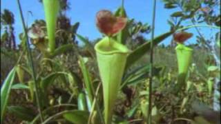 Nepenthes Madagascariensis  Arkive [upl. by Schouten160]