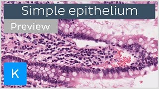 Simple epithelium types of tissues and cells preview  Human Histology  Kenhub [upl. by Tterb]