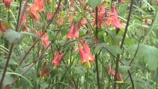 Minnesota Native Plant  Canada Columbine Aquilegia Canadensis [upl. by Halla]