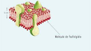 A membrana plasmática  Parte 1 Funções e estrutura [upl. by Anasxor]