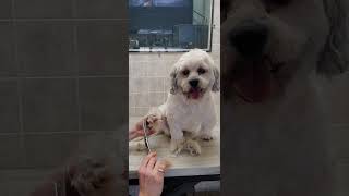 Trimming the hair on the dogs paws with scissors no restraints Havanese dog breed [upl. by Eatton]