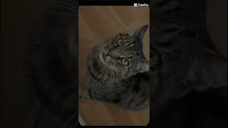 EditcapcitSigge my cat [upl. by Elamor]