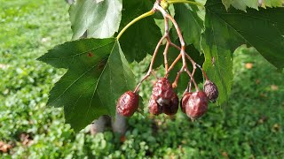 Tasty Checker Tree fruit Sorbus torminalis [upl. by Nickey]