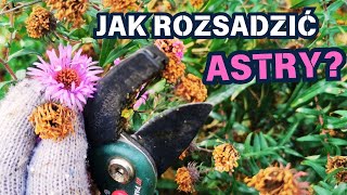 Jak rozsadzić astry 🌼 🌼 🌼 [upl. by Htor]