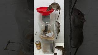 rat trap attach many plastic boxes to make mouse traps shoprts rattrap animals mouse mousetrap [upl. by Icram]