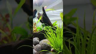 aquascape aquarium ramirezi fishtank fish tetrafish apistogramma shorts [upl. by Allebasi]