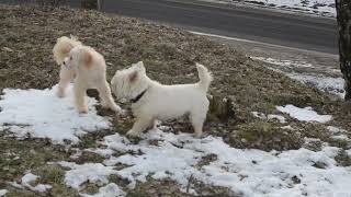 West Highland White Terrier Our dogs on a walk [upl. by Augustine]