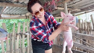 Feeding milk little 🐷 pigshowing placeGoal onedayto help thememariana canoy 💗 [upl. by Sorips]