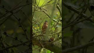 Chaffinch sings while eating a nut at the SAME TIME [upl. by Keffer]