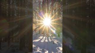 Winter Forest Sunset with Birds Singing  Relaxing Nature Sounds [upl. by Legim]