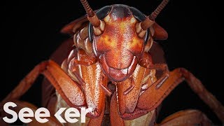 Cockroaches Are Indestructible And the Secret Is in Their Genome [upl. by Shiff]