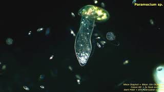 Paramecium sp DFPol  Protozoans and other small critters [upl. by Libys]