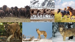 Animal Shows Predictions and Wishlist Incredible Animal Journeys [upl. by Intisar489]