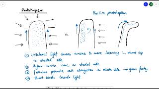 A2 Biology  Tropisms OCR A Chapter 164 [upl. by Eiduam302]