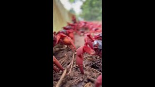 Photographer creates quotcrabsafequot car to get around Christmas Island during crab migration [upl. by Son]