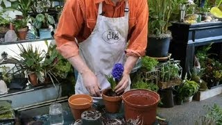 How to Transplant Hyacinths  Gardening With Succulents amp More [upl. by Rawdan]