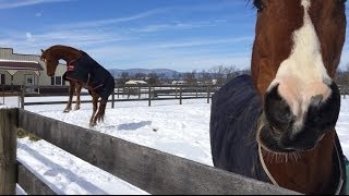 Horses having fun in the snow [upl. by Timms]