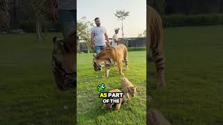 This Man lives with a Entire Family of Tigers shortsvideo [upl. by Eisus]