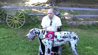 Service Dog Project Great Danes in Massachusetts [upl. by Ailime]