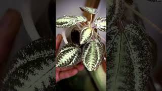 Begonia marmorata sanderiana plants garden greennaturehousplants [upl. by Zondra]