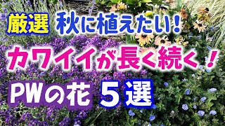 【ガーデニング】園芸店でも続々入荷！カワイイが長く続く！秋に植えたいPWの花５選の紹介！PWディスプレイガーデン・ハクサン・あしかがフラワーパーク・中之条ガーデンズ・ Gardening [upl. by Greiner969]