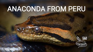 Green anaconda from the Amazon rainforest in Peru [upl. by Nyrehtac]