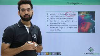 Class 11th – Kingdom Protista – Dinoflagellates  Biological Classification  Tutorials Point [upl. by Doralyn30]