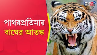 Patharpratima Incident Panic grips villages after tiger is sighted  Sangbad Pratidin [upl. by Neeloj542]